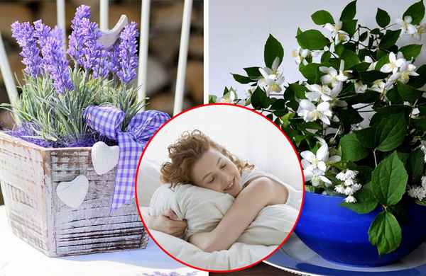 7 растений, которые помогут вам выспаться  