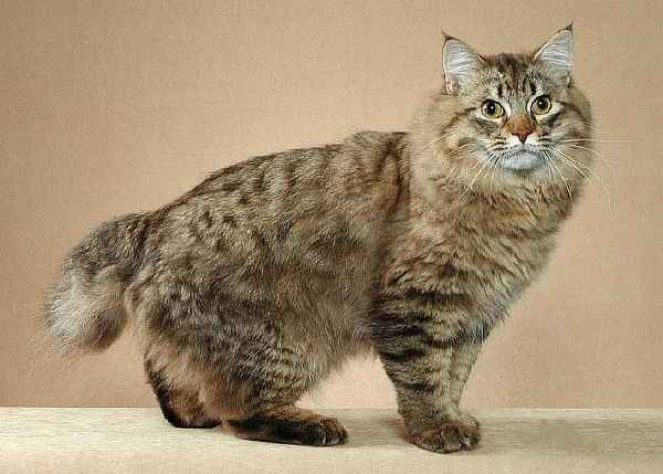 11 самых больших в мире домашних кошек