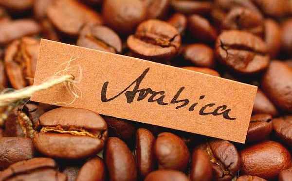 Самый дорогой кофе в мире — из помета лювак