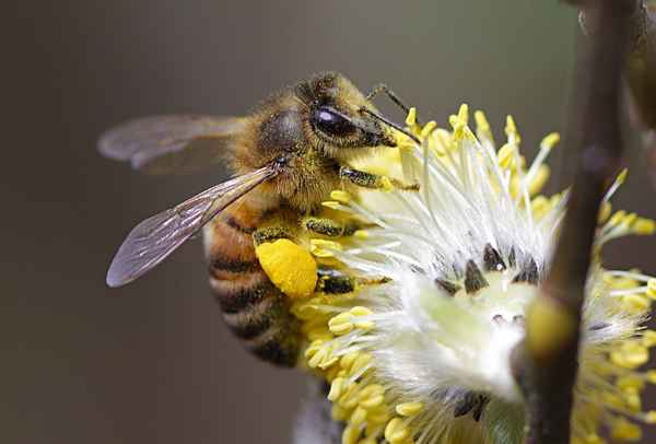 5 фактов о пчелах  Интернет-журнал 