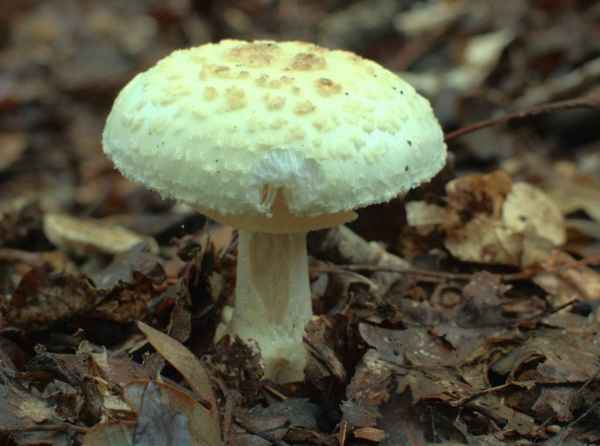 Как отличить поганку от съедобного гриба? 10 признаков