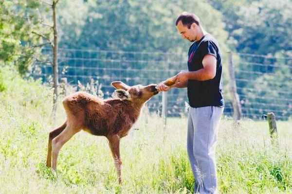 Эрикас Плукас спас юного лося, который после восстановления посещает спасителя каждый день  