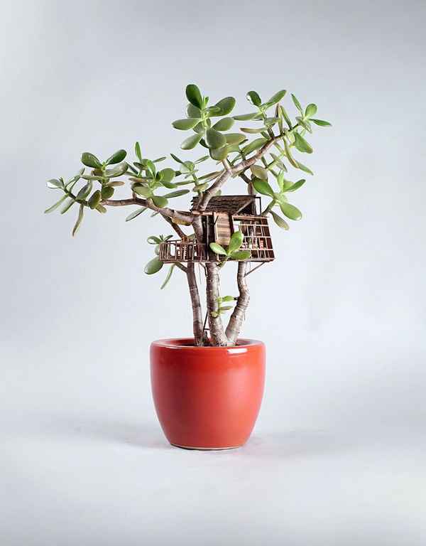 Джедедия Вольтц создает прекрасные дополнения к комнатным растениям  