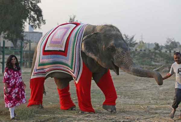 В Индии пошили свитера для слонов  Интернет-журнал 