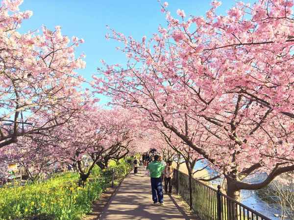 В поселке Кавадзу началось цветение сакуры  
