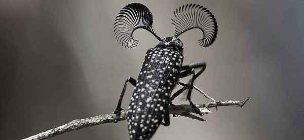 Самые необычные насекомые в мире