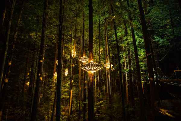 Redwood Nightlights - уникальная конструкция для ночных прогулок по лесу  