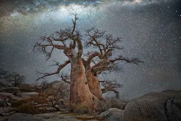 Древние деревья под звездами от Beth Moon