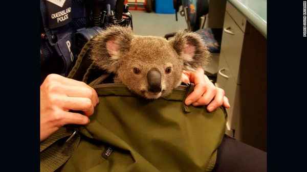 «У вас коала в сумке!?»