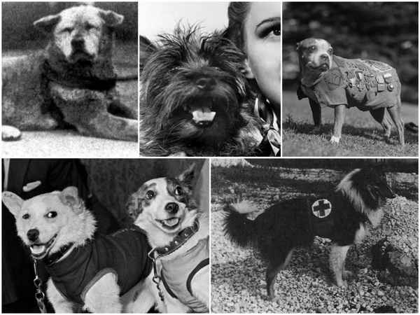 5 собак, которые стали знамениты на весь мир  