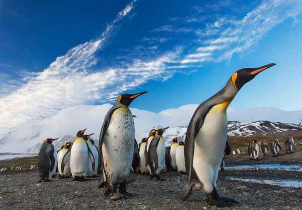 7 мест, где можно посмотреть на пингвинов в дикой природе  