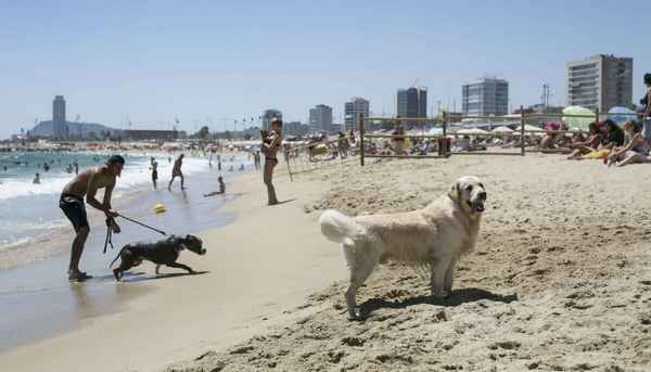 В Барселоне создали пляж для собак  